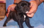 staffordshire bull terrier - mejor precio | unprecio.es