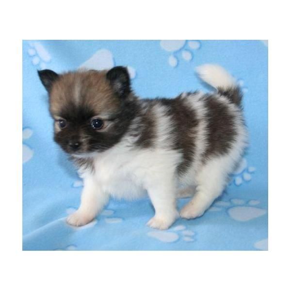 Bear enfrenta Pomerania cachorros en vano.