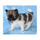 Bear enfrenta Pomerania cachorros en vano. - mejor precio | unprecio.es