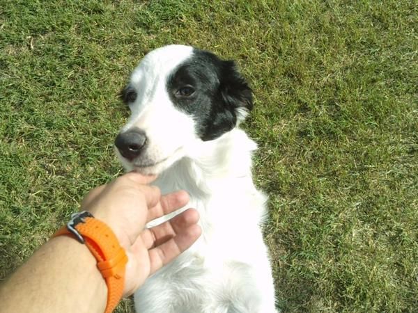 BORDER COLLI.