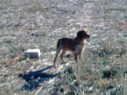 BRETONES PERROS DE CAZA - mejor precio | unprecio.es