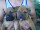 bullmastiff - mejor precio | unprecio.es