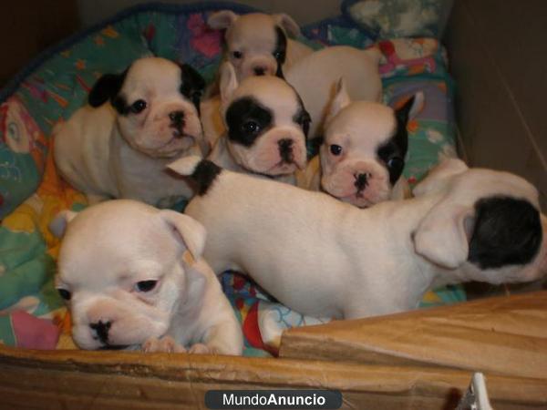 Cachorritos de bulldog frances e ingles, bichon, chihuahuas..