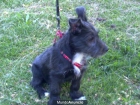 Cachorro mestizo adopcion - mejor precio | unprecio.es