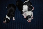 cachorros de border collie, - mejor precio | unprecio.es