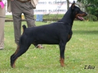 Camada Dobermann (Gandy Royal Bell x Irinland Roventa Russa - mejor precio | unprecio.es