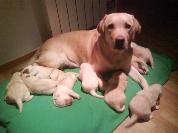 Camada Labrador Retriever Con Pedigree