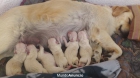 GOLDEN RETRIVER - mejor precio | unprecio.es