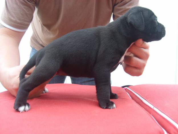 magnifica camada de staffordshire bull terrier