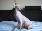 SPHYNX HEMBRA - mejor precio | unprecio.es