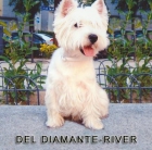 West Highland Terrier ( Westy ) 390 euros - mejor precio | unprecio.es