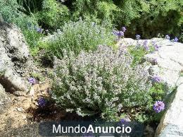 VENDO PLANTAS AROMÁTICAS tomillo, mejorana, salvia, romero