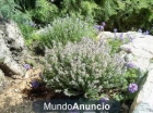 VENDO PLANTAS AROMÁTICAS tomillo, mejorana, salvia, romero - mejor precio | unprecio.es