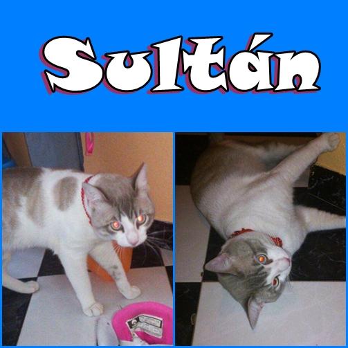 Sultán. Gato de un año de queda sin hogar. Sevilla.Urgente!!