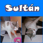 Sultán. Gato de un año de queda sin hogar. Sevilla.Urgente!! - mejor precio | unprecio.es