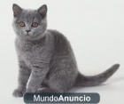 busco gatita raza - mejor precio | unprecio.es