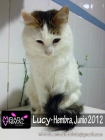 Lucy, preciosisima gatita en adopcion - mejor precio | unprecio.es