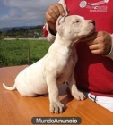 Preciosos cachorros de Dogo Argentino - mejor precio | unprecio.es