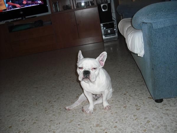 se ofrece bulldog frances para monta