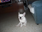 se ofrece bulldog frances para monta - mejor precio | unprecio.es
