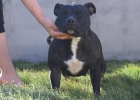 staffordshire bull terrier - mejor precio | unprecio.es