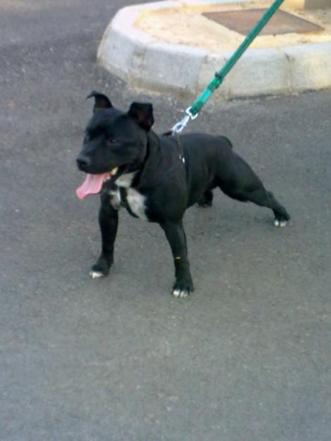 Staffordshire Terrier macho se ofrece para montas