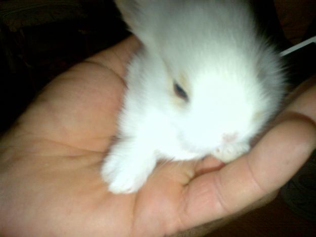 vendo conejo enano