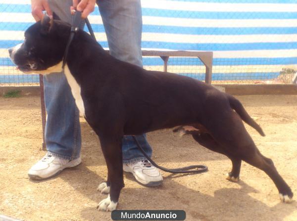 American Staffordshire Semental (EN VENTA)