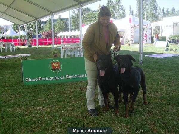 cachorros de beauceron