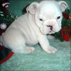 Cachorros de Bulldog Inglés - mejor precio | unprecio.es