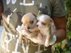 CACHORROS DE CHIHUAHUA 590 - mejor precio | unprecio.es