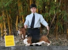 DOY MI MASCOTA COMPLETAMENTE GRATIS_PURA RAZA - mejor precio | unprecio.es