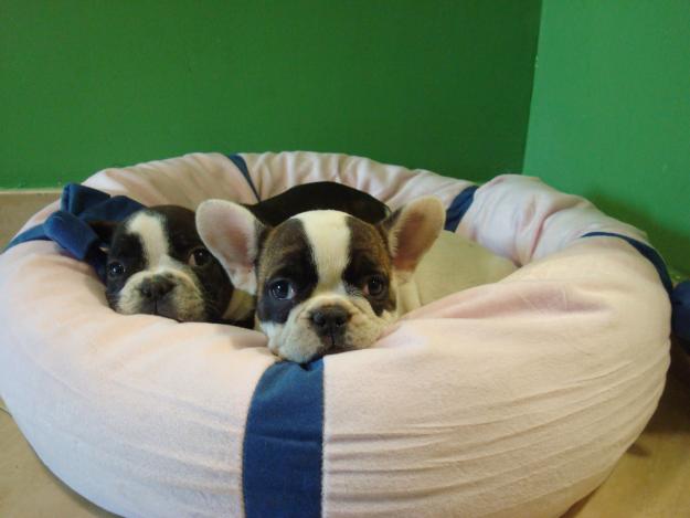 INCREIBLE CAMADA DE BULLDOG FRANCES