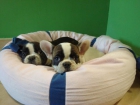 INCREIBLE CAMADA DE BULLDOG FRANCES - mejor precio | unprecio.es