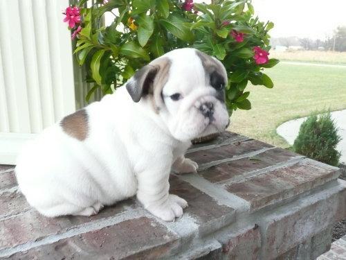 Inglês bulldog cachorrinho