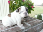 Inglês bulldog cachorrinho - mejor precio | unprecio.es