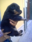 Se venden cachorros hembras de rotwailer - mejor precio | unprecio.es