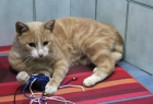 Turrón, gato color crema cariñosísimo en adopción - mejor precio | unprecio.es