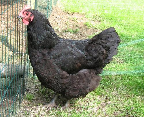 Huevos de auténtica gallina Australorp