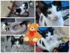 Ken, precioso gatito juguetón busca adoptante - mejor precio | unprecio.es