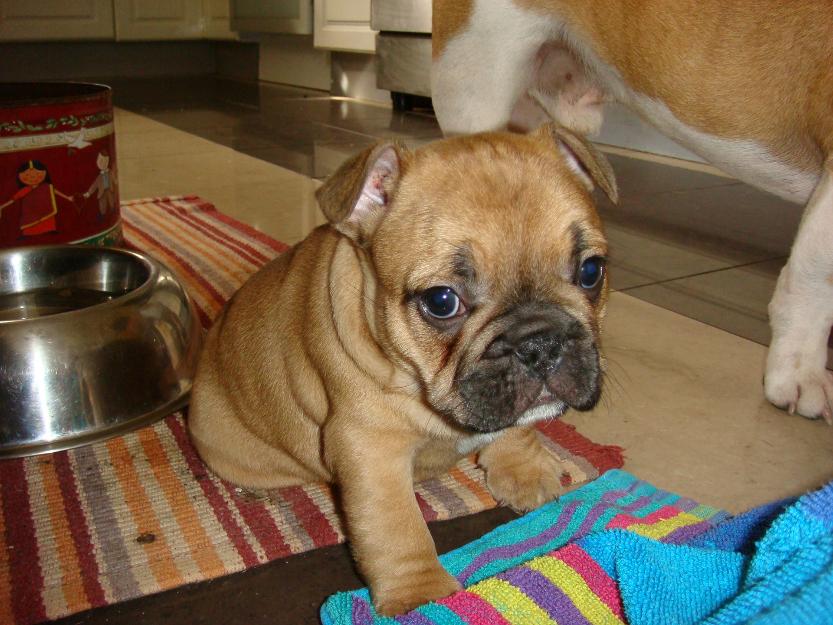 8 semanas de edad cachorro Frenchie listo para pasar a un nuevo hogar