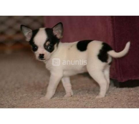 Bonito chihuahua macho busca familia