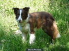 Border Collie Chocolate para montas - mejor precio | unprecio.es