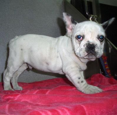 Bulldog Francés