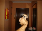 cachorrito chihuahua Minitoys cabeza manzana - mejor precio | unprecio.es