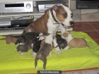 CACHORROS AMERICAN STAFFORD (amstaff) CON PEDIGREE - mejor precio | unprecio.es