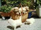 CACHORROS DE GOLDEN RETRIEVER DE CAN BABA 380 - mejor precio | unprecio.es