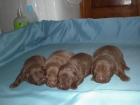 cachorros de labrador chocolate - mejor precio | unprecio.es