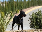 cachorros doberman - mejor precio | unprecio.es