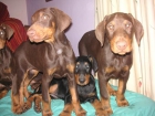 camada de doberman - mejor precio | unprecio.es